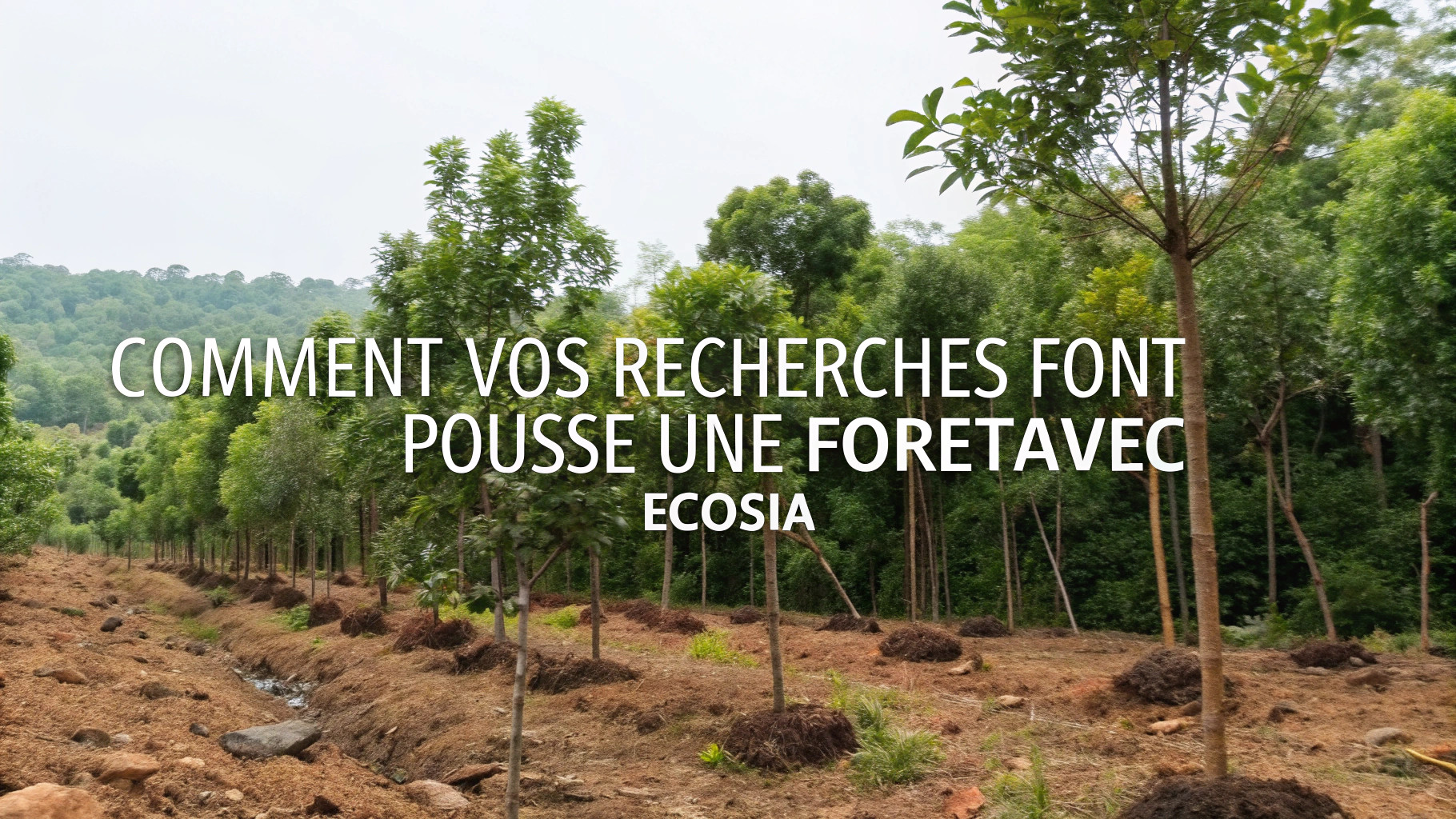 Forêt replantée grâce à Ecosia, illustrant la croissance des arbres et l’impact environnemental concret.